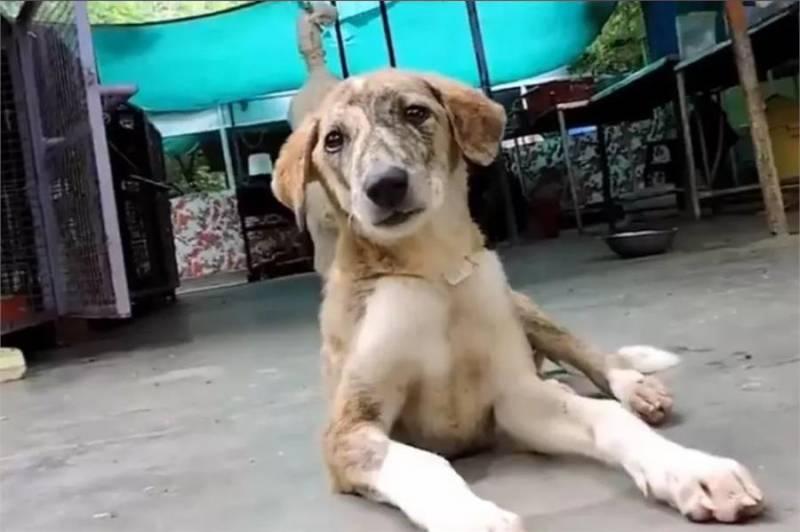 狗狗在水中嗚嗚哭泣，被男子聽到抬起石板後，裡面情景讓他難過