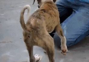 狗狗在水中嗚嗚哭泣，被男子聽到抬起石板後，裡面情景讓他難過
