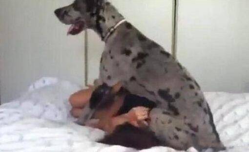 主人回家發現狗狗「一臉邪魅笑」，掰開嘴巴笑噴：你這是要拔巴笑到往生嗎？