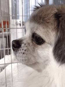 狗狗走丟被好心人帶回家，狗狗被問到：想主人了嗎？牠傷心的流淚哭了