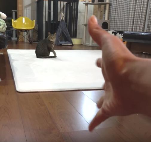 真有這回事？！貓奴界秘傳「貓皇招換術」，看過的網友都直呼：好想衝回家試試看！