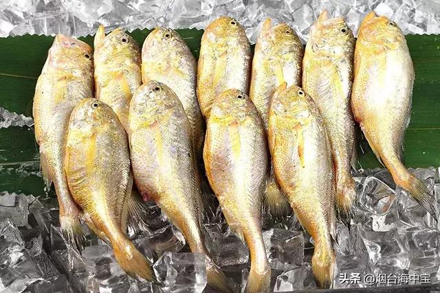 外形酷似黃花魚，但比黃花魚更鮮美，很多人沒吃過