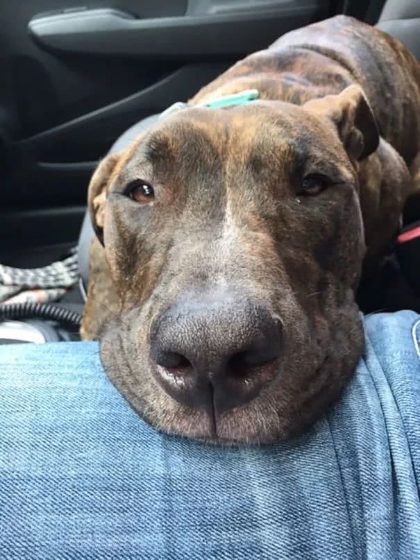 比特犬窩收容所一直沒人要，被領回家後「每天必做這件事」！