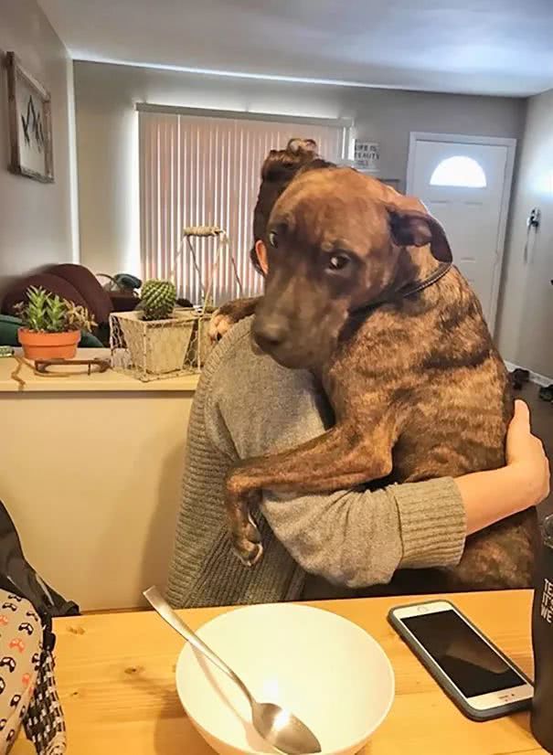 比特犬窩收容所一直沒人要，被領回家後「每天必做這件事」！