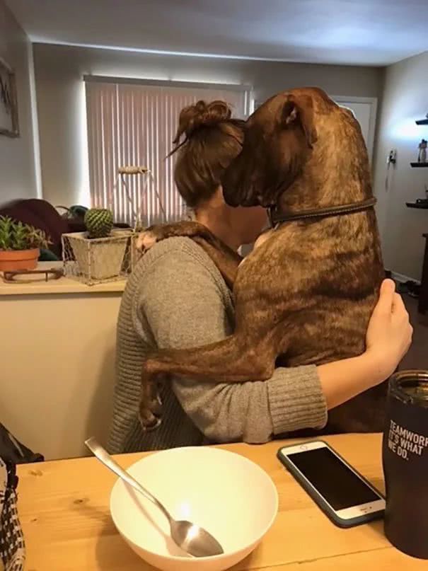 比特犬窩收容所一直沒人要，被領回家後「每天必做這件事」！
