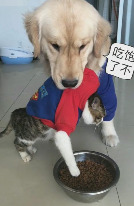 老被搶飯「暖男終於硬起來」！一招「轉圈飛高高」主子狂叫：偶不敢惹～