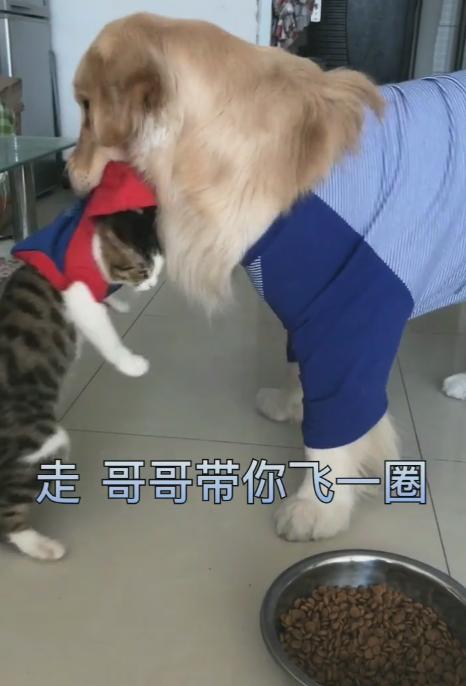 老被搶飯「暖男終於硬起來」！一招「轉圈飛高高」主子狂叫：偶不敢惹～