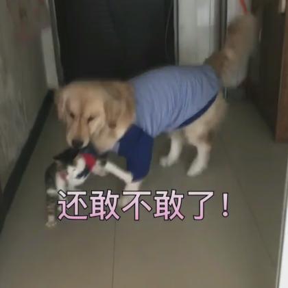 老被搶飯「暖男終於硬起來」！一招「轉圈飛高高」主子狂叫：偶不敢惹～
