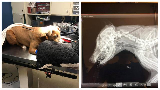 狗狗被箭貫穿身體，幸得獸醫搶救大難不死，獸醫懸賞過萬緝拿兇手