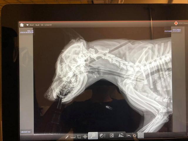 狗狗被箭貫穿身體，幸得獸醫搶救大難不死，獸醫懸賞過萬緝拿兇手