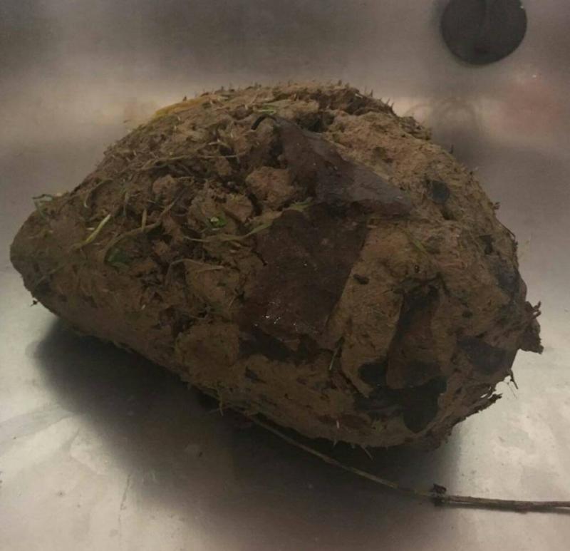 獸醫在一陀土裡聽到「呼吸聲」　下一秒發現小腳秒喊：必須趕快救它