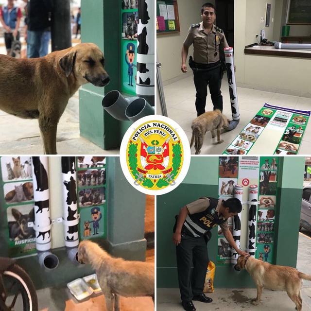 不忍心流浪動物們受苦，秘魯警方展開公益行動，給它們設置餐飲站