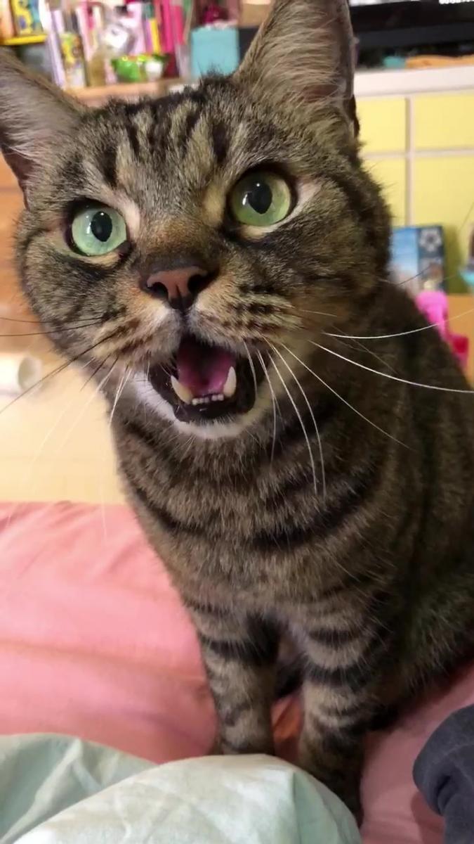 連飆5次「暗 」自我介紹！喵老師「超道地發音教學」網崇拜：外文系的～
