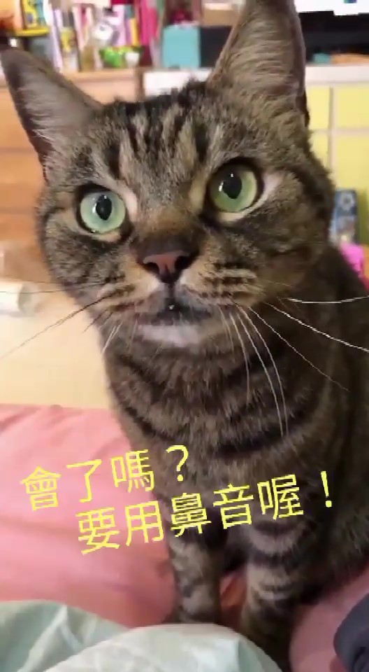 連飆5次「暗 」自我介紹！喵老師「超道地發音教學」網崇拜：外文系的～