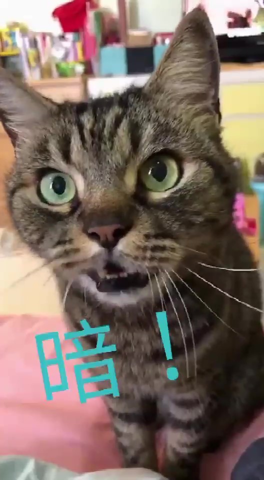 連飆5次「暗 」自我介紹！喵老師「超道地發音教學」網崇拜：外文系的～
