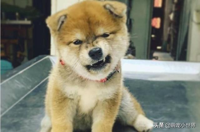 柴柴去醫院耍狠先來個下汪威，還惡狠狠瞪鏡頭一眼：別動我一根毛