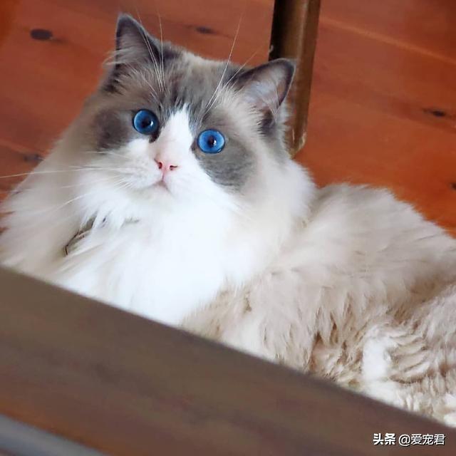 愛你就咬咬你，原來貓咪喜歡啃咬主人的小手手，還有這幾個意思啊