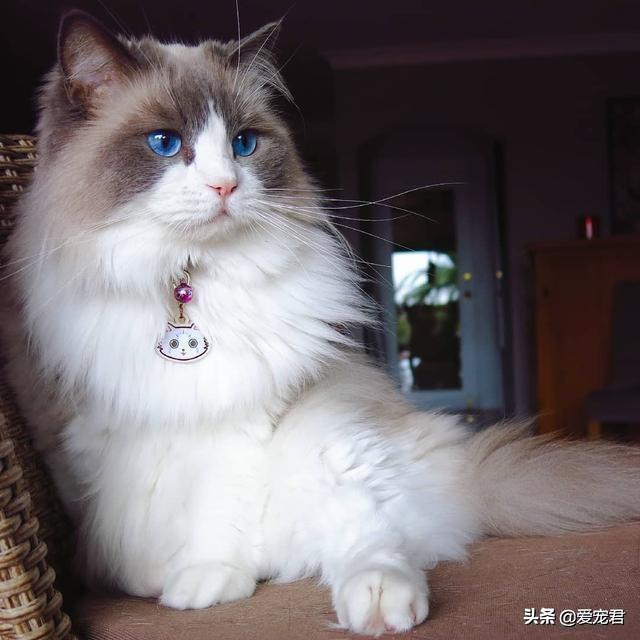 愛你就咬咬你，原來貓咪喜歡啃咬主人的小手手，還有這幾個意思啊