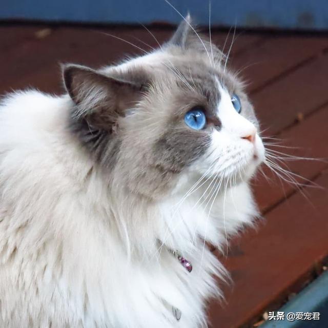 愛你就咬咬你，原來貓咪喜歡啃咬主人的小手手，還有這幾個意思啊