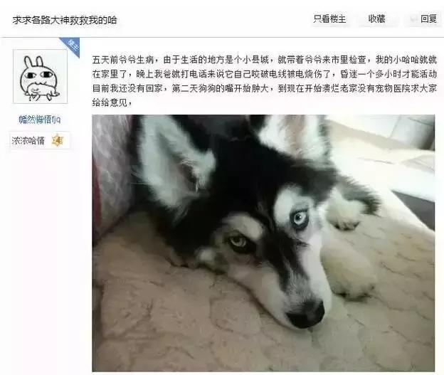  哈士奇拆家將電線咬斷，結果被電暈了