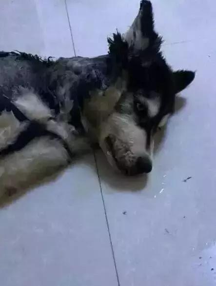  哈士奇拆家將電線咬斷，結果被電暈了