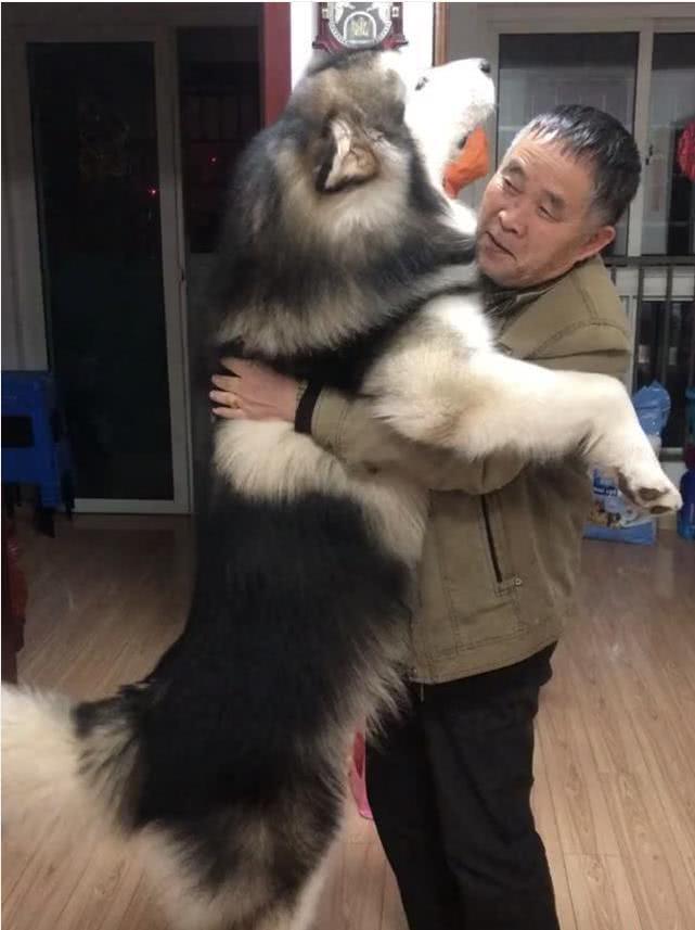 阿拉闖禍被罵，它鑽進爺爺的懷裡撒嬌：管管你的兒子，讓他別罵我