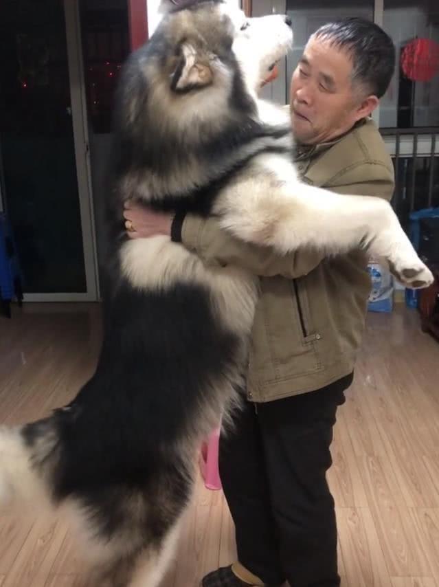 阿拉闖禍被罵，它鑽進爺爺的懷裡撒嬌：管管你的兒子，讓他別罵我