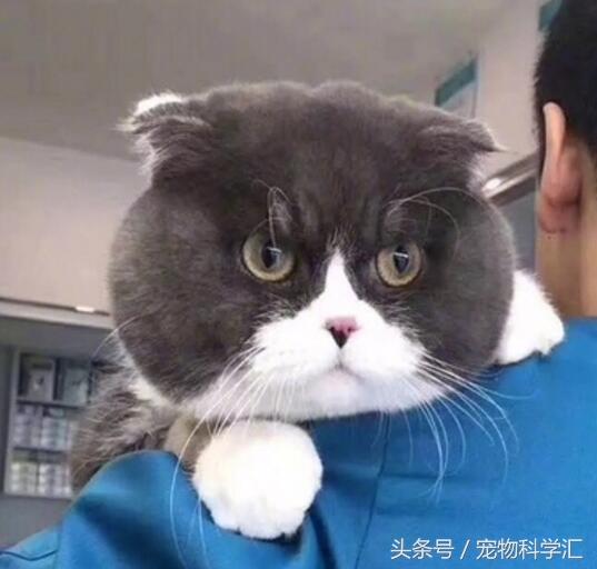 《洗手台的貓》照片集 喜歡狹小空間是貓星人的天性