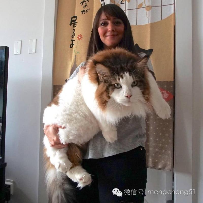 《洗手台的貓》照片集 喜歡狹小空間是貓星人的天性