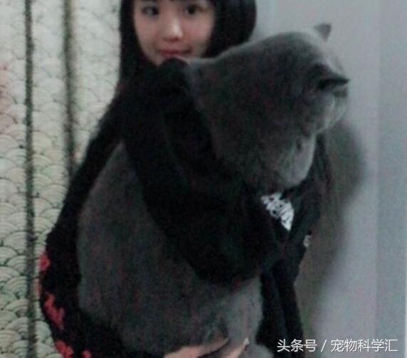 《洗手台的貓》照片集 喜歡狹小空間是貓星人的天性