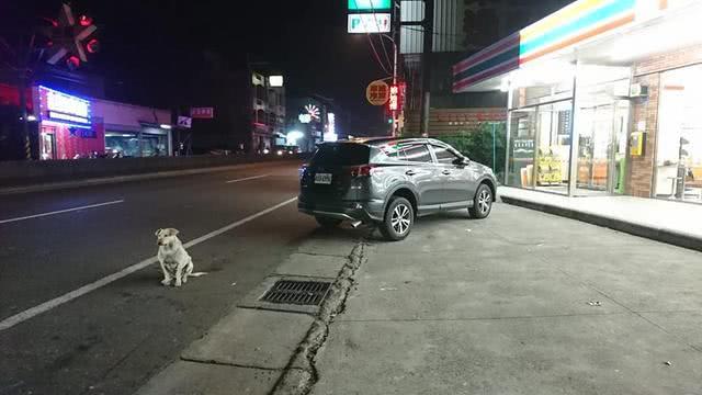 白狗被遺棄街頭，遭遇車禍被建議安樂死，狠心主人拒絕領回它