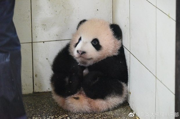 熊貓寶寶妨礙打掃被阿姨抱到角落放好，結果就真的放著了，還乖乖等人把牠抱回原位...