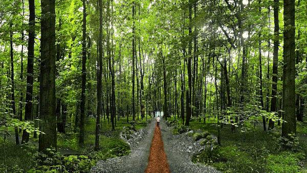 充滿未來感的森林公園