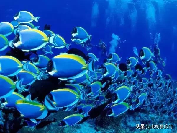 全世界唯一擁有無毒水母的地方，被稱作「上帝的水族箱」神秘島國