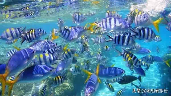 全世界唯一擁有無毒水母的地方，被稱作「上帝的水族箱」神秘島國