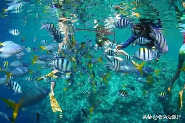全世界唯一擁有無毒水母的地方，被稱作「上帝的水族箱」神秘島國