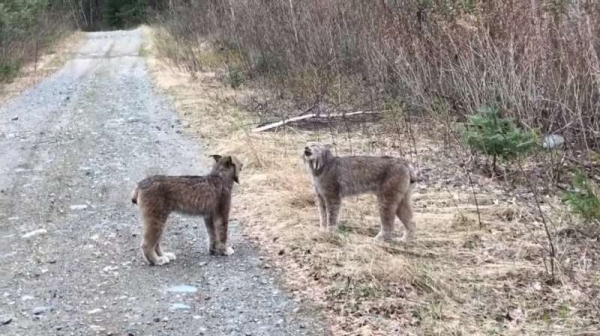 【超難遇見的畫面】路上巧見兩隻野生山貓在吵架，叫聲跟動作根本邪教儀式...網友「太魔性了 」