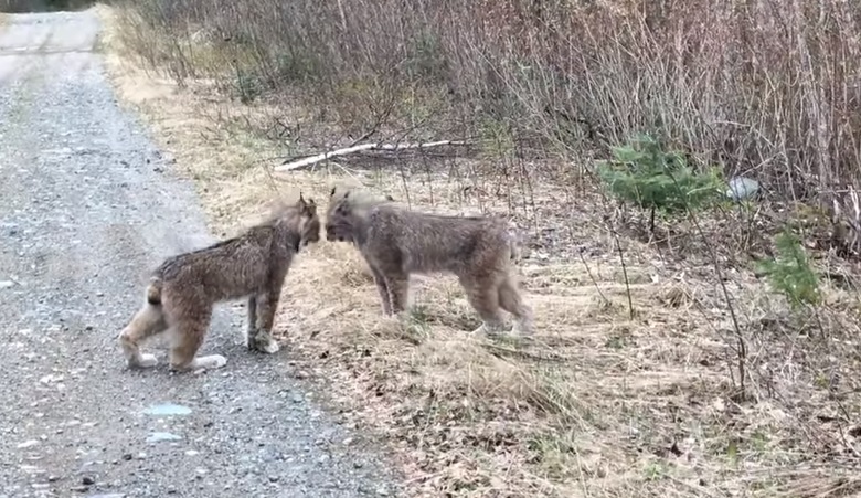 【超難遇見的畫面】路上巧見兩隻野生山貓在吵架，叫聲跟動作根本邪教儀式...網友「太魔性了 」
