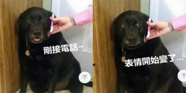 狗狗做錯事被媽媽訓卻一點不反省，當媽媽打給牠最怕的爸爸...最後的表情讓網友笑翻！