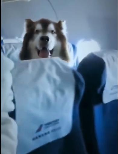 飛機上出現棕色阿拉斯加犬 南航：這是證件齊全的精神撫慰犬
