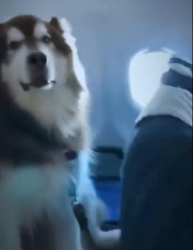 飛機上出現棕色阿拉斯加犬 南航：這是證件齊全的精神撫慰犬