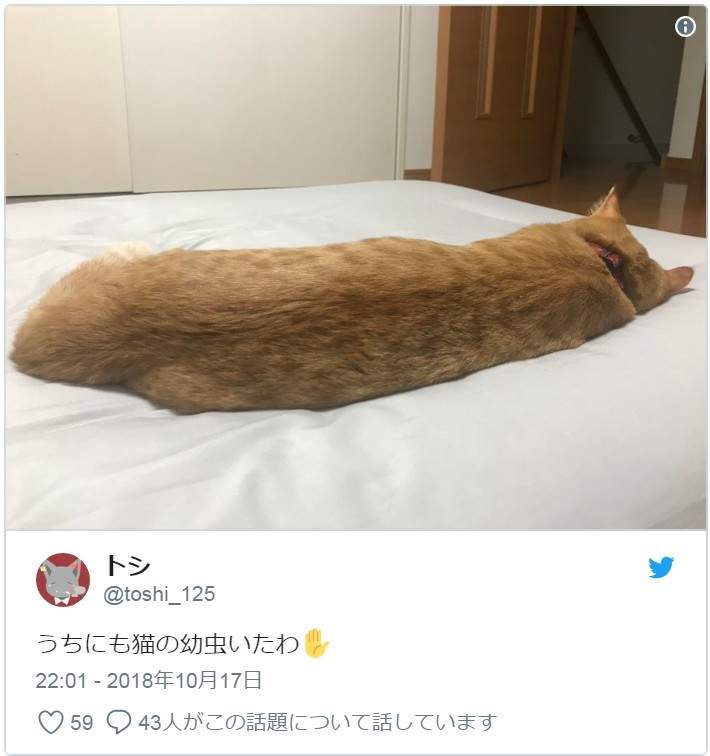 小心「貓蟲蟲」出沒！有各式各樣的花色跟品種，唯一的共通點就是：肉～要～溢～出～來～啦～