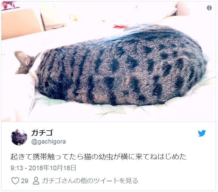 小心「貓蟲蟲」出沒！有各式各樣的花色跟品種，唯一的共通點就是：肉～要～溢～出～來～啦～