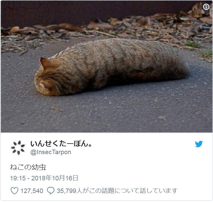 小心「貓蟲蟲」出沒！有各式各樣的花色跟品種，唯一的共通點就是：肉～要～溢～出～來～啦～