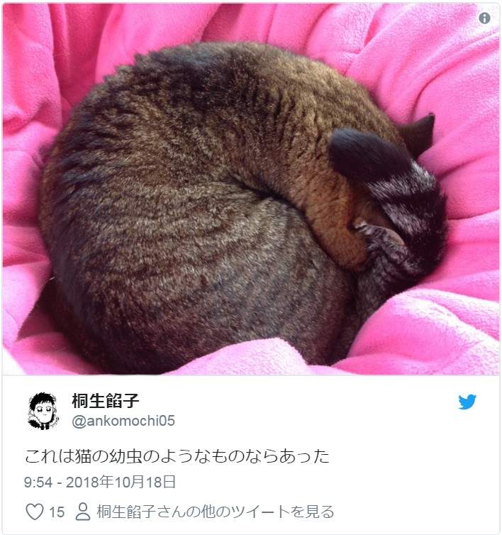 小心「貓蟲蟲」出沒！有各式各樣的花色跟品種，唯一的共通點就是：肉～要～溢～出～來～啦～