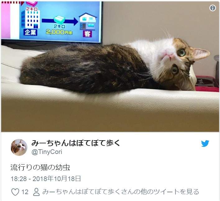 小心「貓蟲蟲」出沒！有各式各樣的花色跟品種，唯一的共通點就是：肉～要～溢～出～來～啦～