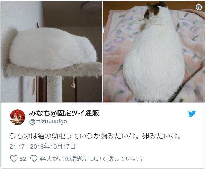 小心「貓蟲蟲」出沒！有各式各樣的花色跟品種，唯一的共通點就是：肉～要～溢～出～來～啦～