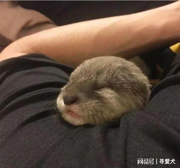 外國夫婦養了一隻水獺寶寶當寵物 表情簡直萌翻了！