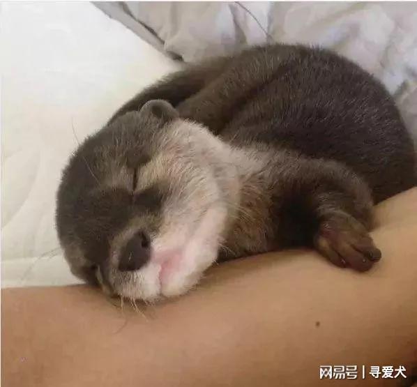 外國夫婦養了一隻水獺寶寶當寵物 表情簡直萌翻了！