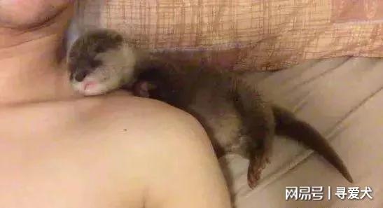 外國夫婦養了一隻水獺寶寶當寵物 表情簡直萌翻了！